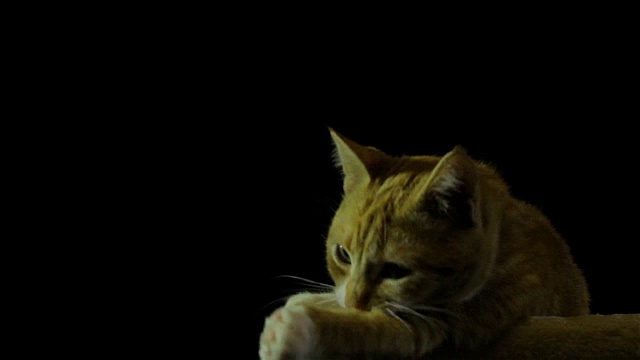 漂亮又聪明的家红猫视频下载