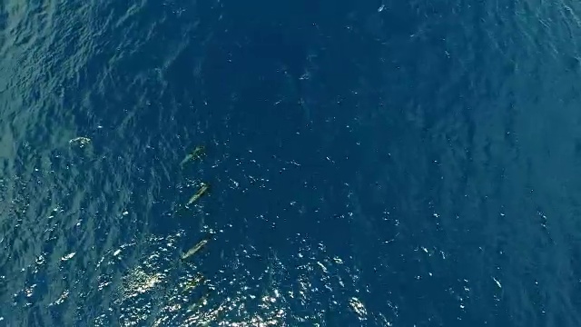 领航鲸家族在蓝水航拍。阳光明媚的一天，鲸鱼在海里视频下载