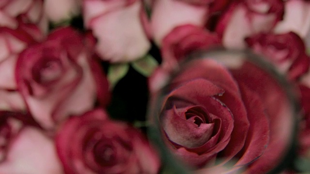 观察玫瑰花蕾的放大镜视频素材