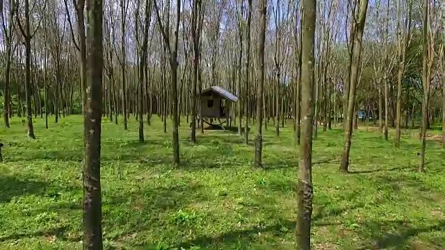 天线:橡胶树林中的废弃泰国房子。橡皮树。视频下载