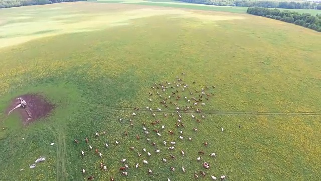 和吃草的奶牛一起飞过绿色的田野视频下载