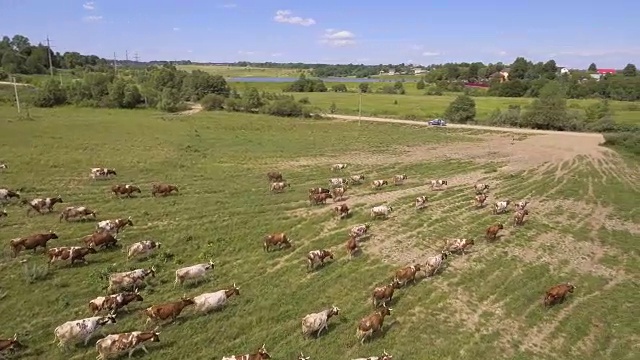 鸟瞰图:奶牛在路上行走视频下载
