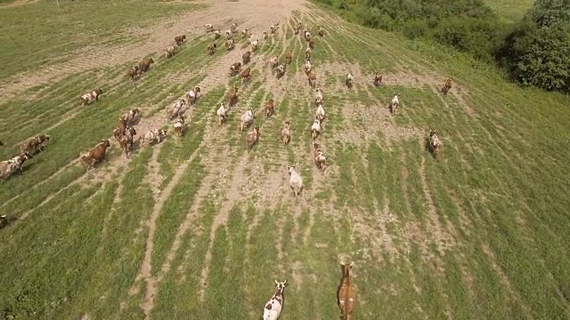 鸟瞰图:奶牛在路上行走视频下载