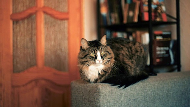 猫躺在沙发上。猫在书架旁休息视频下载