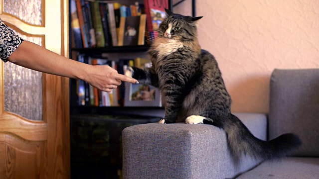猫在玩弄女人的手视频下载