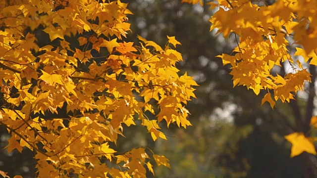 摇摄:阳光下黄色枫叶的树枝视频下载