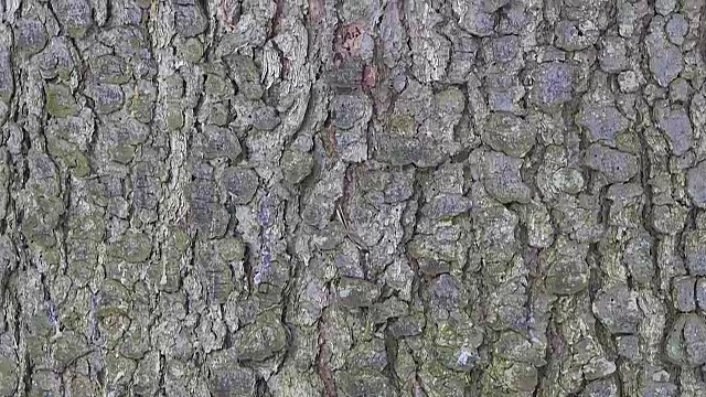 树皮的树宏。背景视频下载
