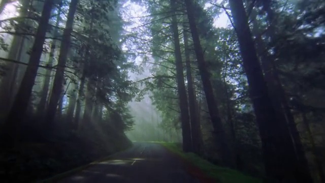 汽车的观点，驾驶道路通过森林与阳光透过树木/红木国家公园视频下载