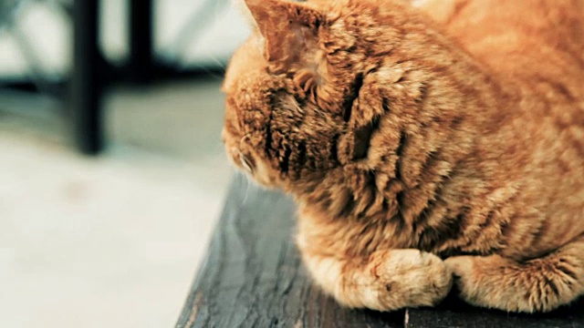 流浪猫在窗台上休息视频下载
