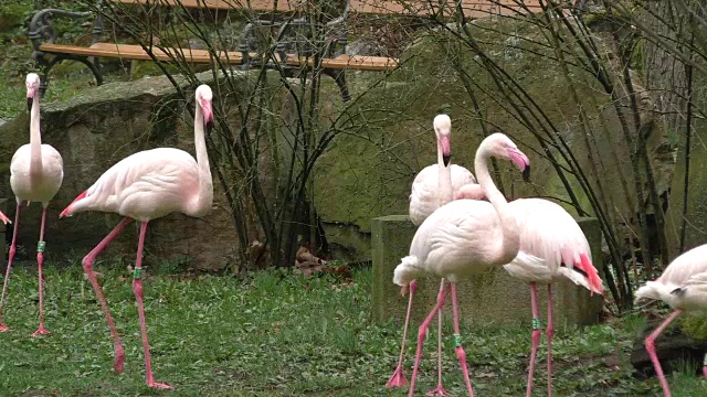 一大群粉红色的火烈鸟视频下载