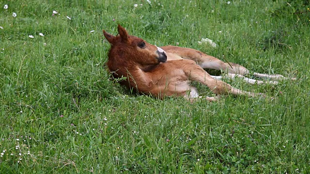 小马在绿草地上吃草视频下载