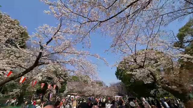 上野安石公园的动拍樱花视频下载