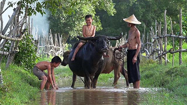 父亲和儿子欢快地玩水花与水牛在田里。说明亚洲发展中国家的生活方式。视频下载