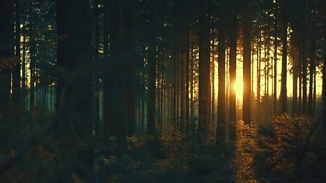 寂静的森林在春天明媚的阳光照耀下视频下载