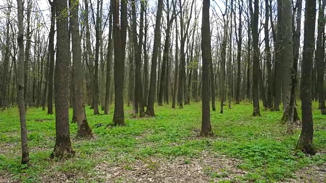 有无叶树木的森林视频下载