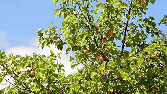晴朗的一天，杏子的果实挂在树枝上视频下载