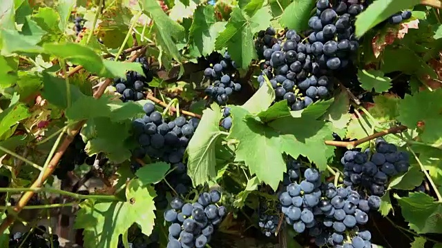 成熟的黑葡萄的枝条视频素材