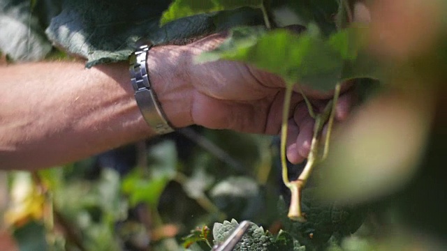 农夫的手砍葡萄枝的慢动作视频素材
