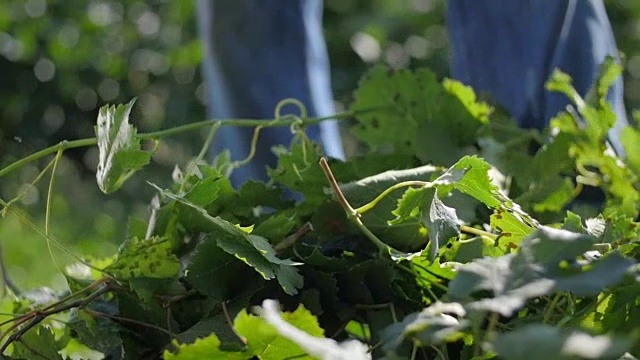 一根葡萄树枝落在地上的慢动作视频素材