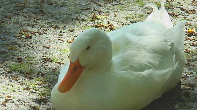 白色的鸭子坐在地上视频下载