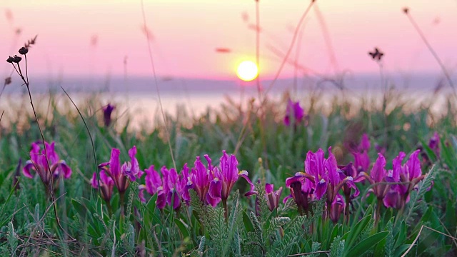 草地上紫羅蘭色的鳶尾。視頻素材