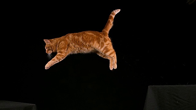 红虎斑家猫，成年跳跃在黑色背景下，慢镜头4K视频下载