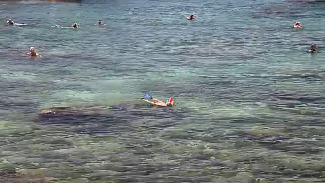 鲨鱼湾浮潜视频下载