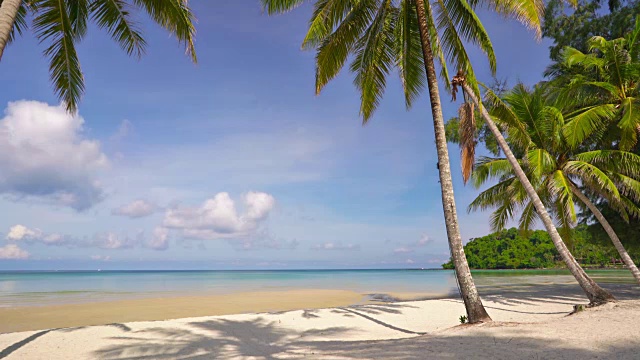 热带海滩，棕榈树和蓝绿色的海水视频下载