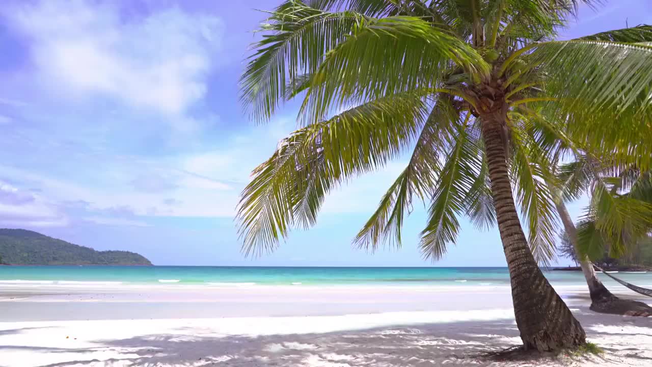 棕榈树的海滩视频下载