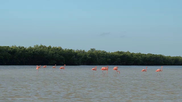 美丽的野生粉红色火烈鸟涉水在泥泞的河流在红树林沼泽在墨西哥视频素材