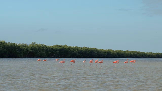 近距离观察:一群野生火烈鸟正在尤卡坦半岛的泥泞河上渡渡视频素材