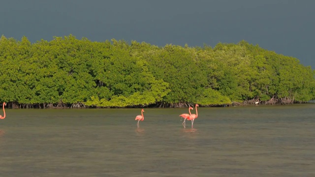 近距离观察:一群粉红色的火烈鸟正在起飞，飞过尤卡坦半岛的里约热内卢Lagartos视频素材