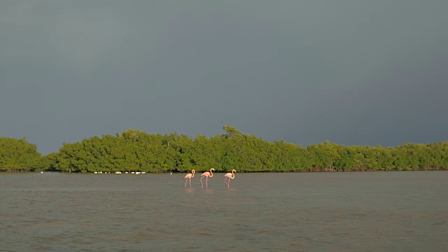 近景:日落时分，火烈鸟在泥泞的里约热内卢Lagartos泻湖中寻找食物视频素材