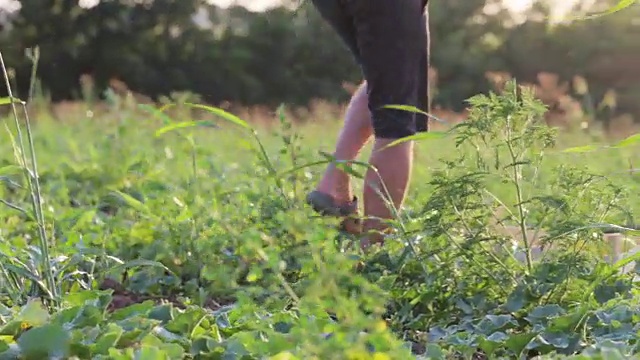 年轻的农民在有机生态农场的田地里收获成熟的甜瓜。视频下载