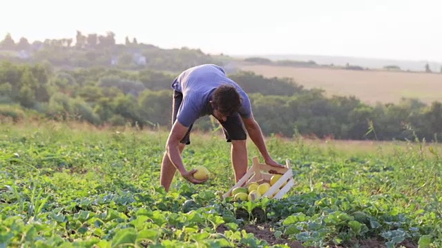 年轻的农民在有机生态农场的田地里收获成熟的甜瓜。视频下载