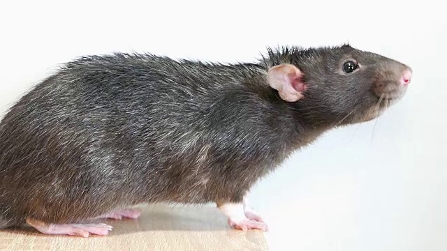 动物家灰鼠特写视频素材