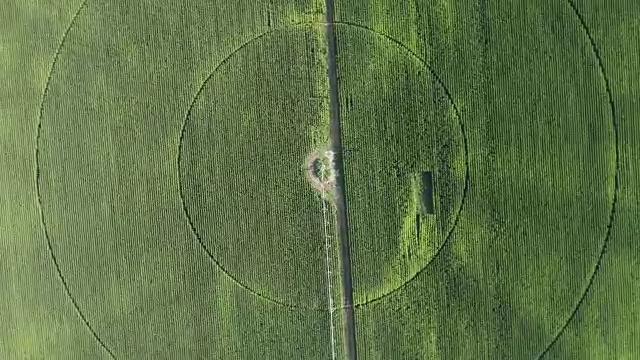 高鸟瞰图的灌溉模式在玉米田视频下载