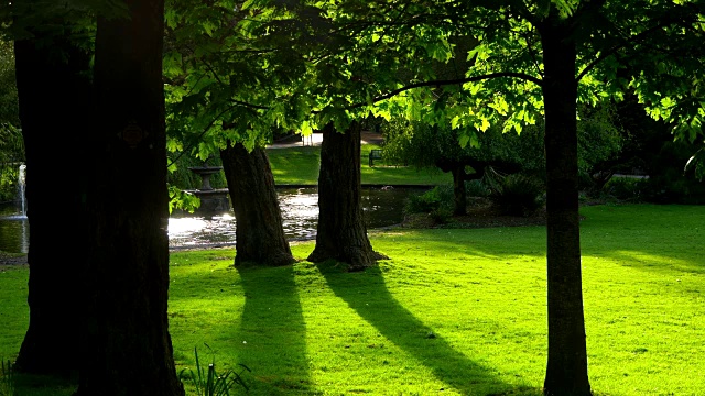 宁静的公园池塘，绿色的草地景观，黑暗的树剪影视频下载