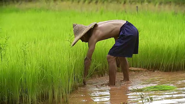 农民在雨季种植水稻。他被水和泥浸透，准备播种。视频下载