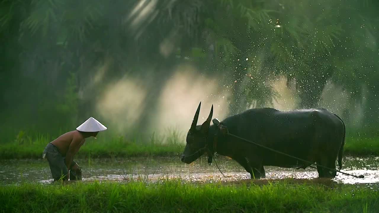 亞洲農民與水牛和他的兒子坐在水牛上工作。視頻素材