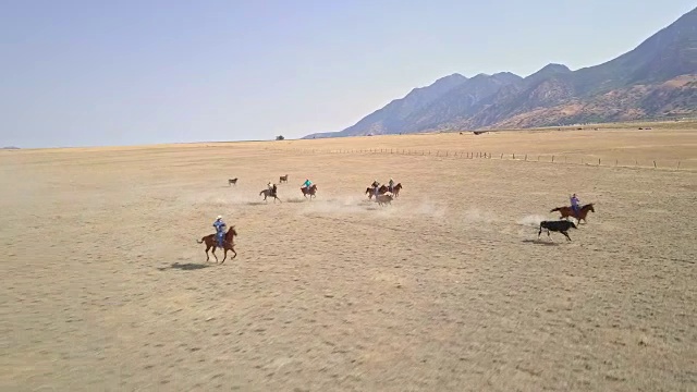 鸟瞰图视频牛仔套索一些逃跑的公牛在牧场视频下载