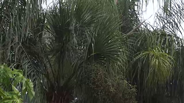 棕榈树在暴风雨中摇摆视频下载