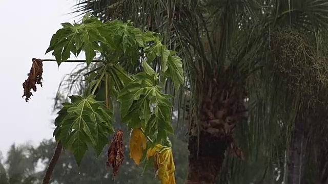 热带暴雨中的番木瓜幼树视频下载