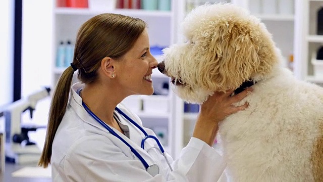 细心的女兽医在检查期间甜蜜地与狗说话视频下载