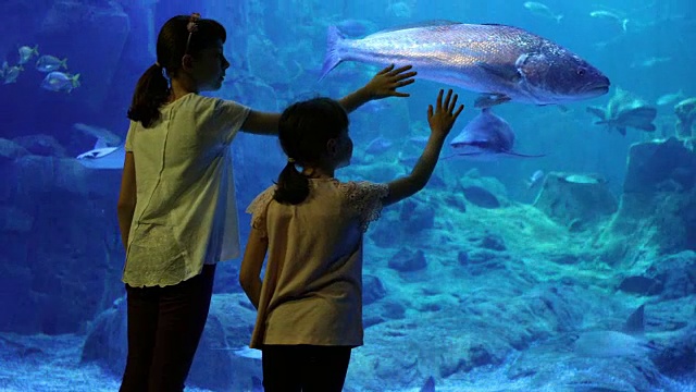 孩子们在一个巨大的水族馆里看鱼视频下载