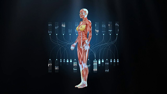 人体女性肌肉系统，黑色背景下的图形肌肉模型，3D动画视频下载