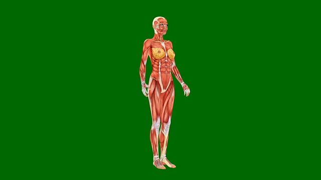 绿色屏幕上的人类女性肌肉系统，绿色背景下的肌肉模型，3D动画视频下载