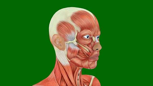 女性头部肌肉隔离在绿色背景，人体肌肉系统在绿色屏幕，3D动画视频下载