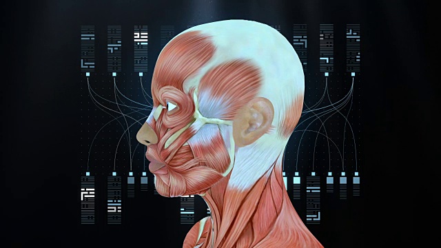 黑色背景的女性头部肌肉，人体肌肉系统模型，回路视频下载