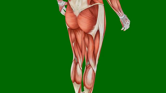 人体肌肉系统在绿色背景，女性肌肉在绿色屏幕与相机旋转，3D动画视频下载